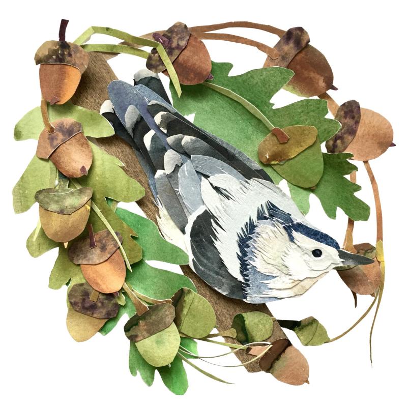 Sarah H Suplina - Acorn Nuthatch