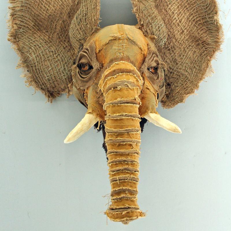  Holly Lei Cole - Veteran African Elephant