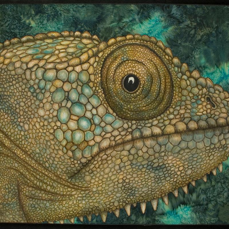 Chameleon - The Eyes Have It photo by Michael Arterburn, Arterburn Art