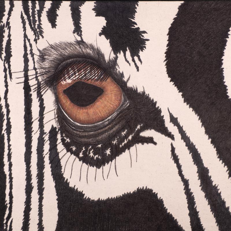 Zebra - The Eyes Have It photo by  Dave Leiker Photography